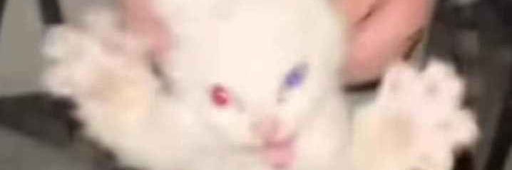 Lil_Simp_devil banner