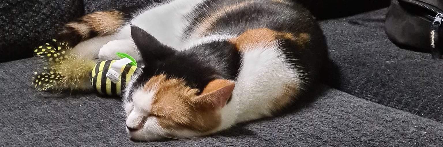 JMikeMorbid's profile banner image