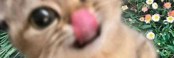 my_owll's profile banner image