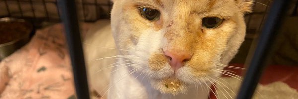 MRHWCats Profile Banner