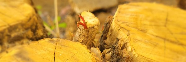 SafaSweedy Profile Banner