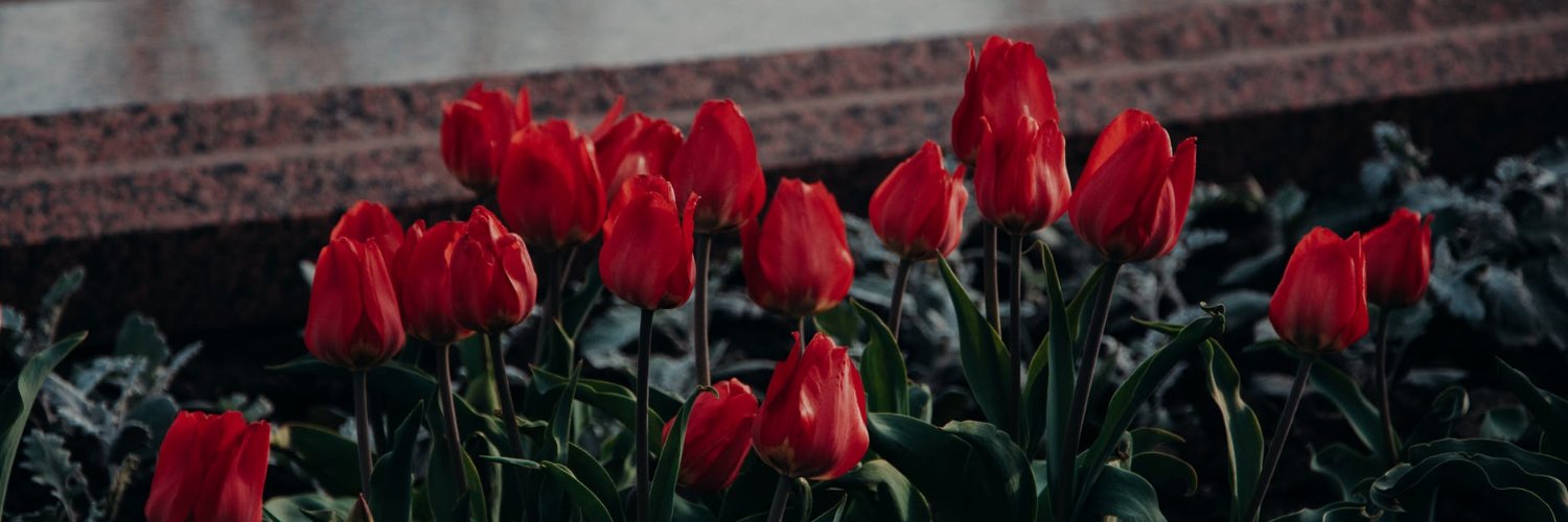 Ziatiq's profile banner image