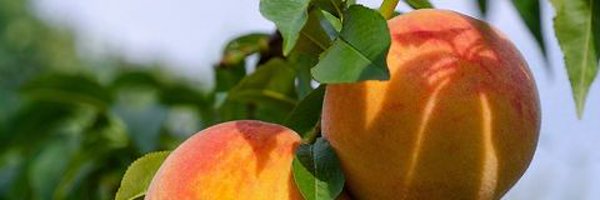 Solkingchad Profile Banner