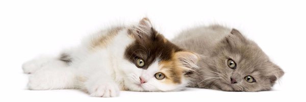 perthcatvets Profile Banner