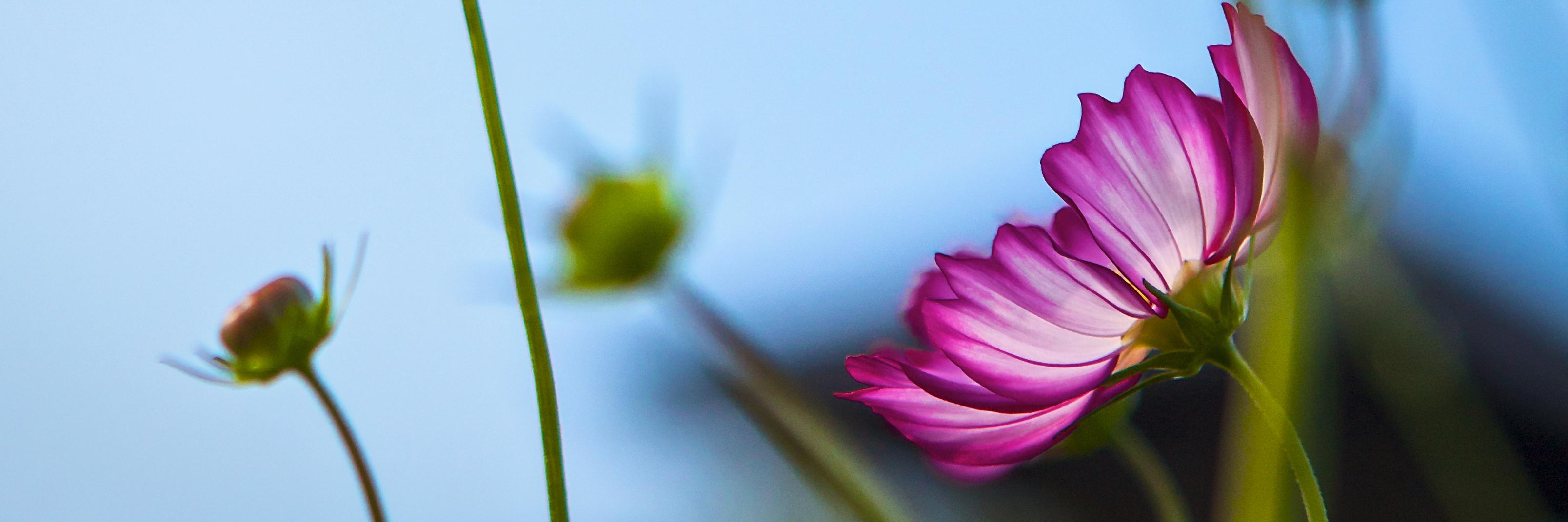 LILPhotography's profile banner image