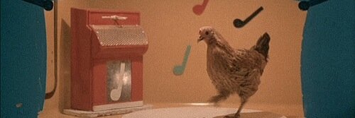 山本桜子🐓SakurakoYamamoto banner