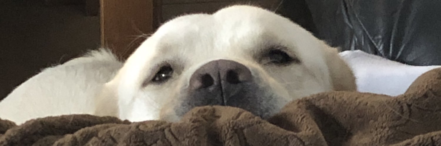 YesThatRobNovak's profile banner image