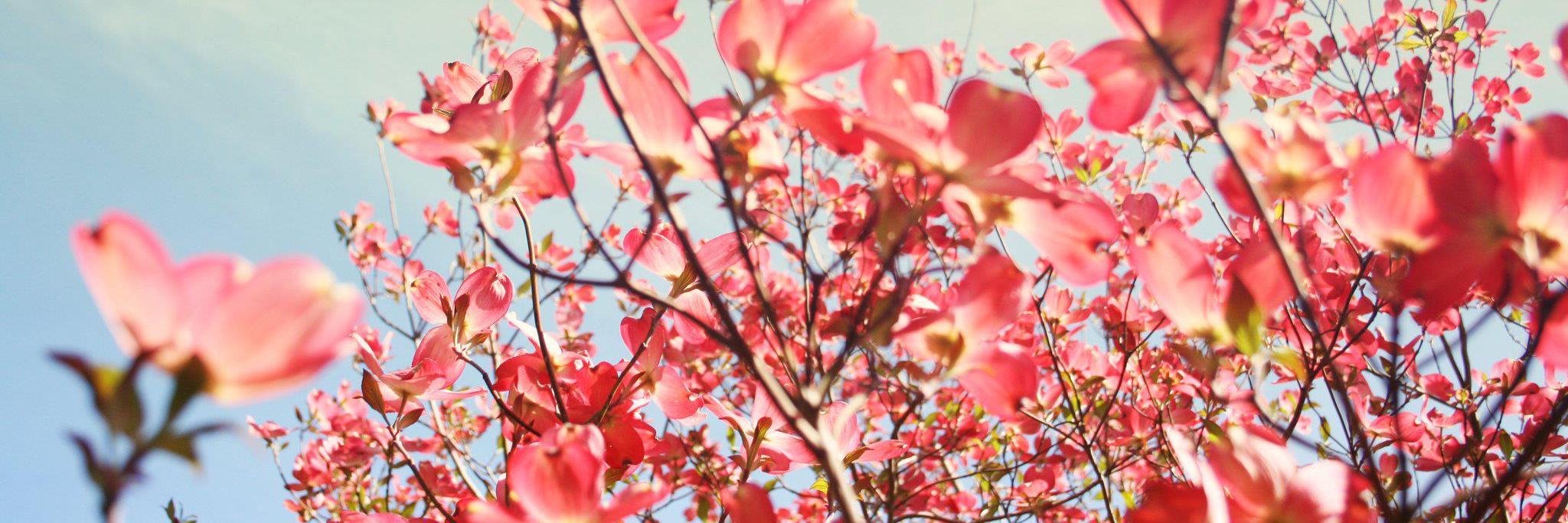 Caroline Sun | 孙嘉利 banner
