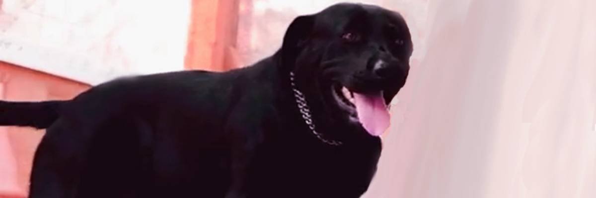 Slut - Chó đĩ banner