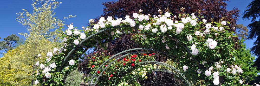 RoseAdvice's profile banner image