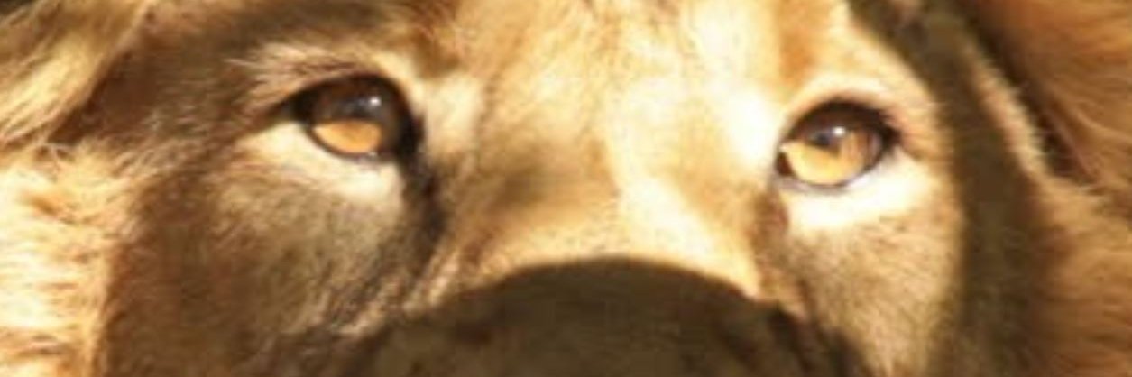 the_lion's profile banner image