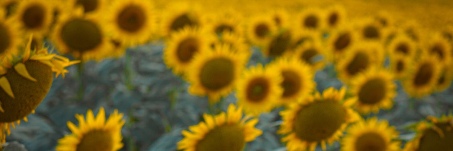 choiphago's profile banner image