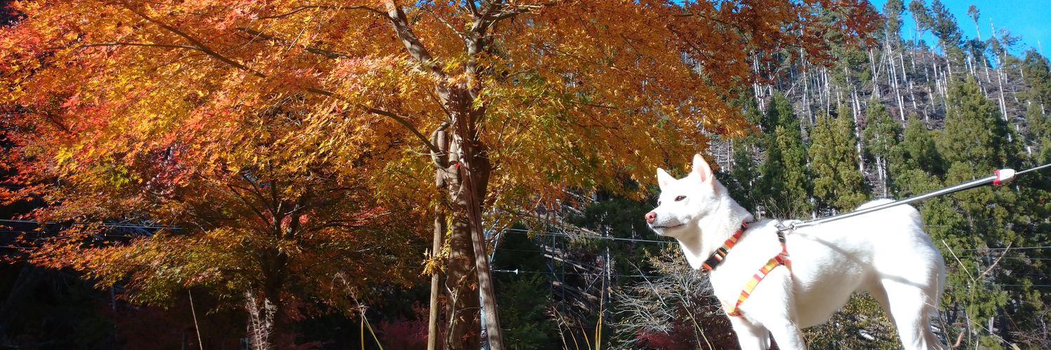 pochiw's profile banner image
