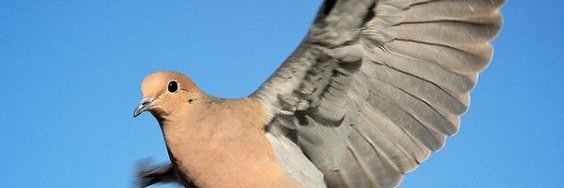 BabylonShaman's profile banner image