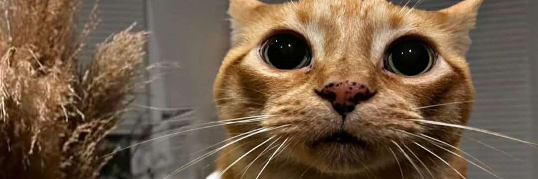 𝓯𝓻𝓮𝓪𝓴𝔂𝓫𝓸𝓳𝓪𝓷 banner