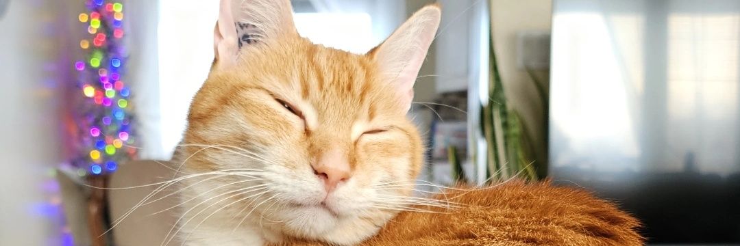 Riley 🏳️‍⚧️ banner