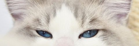 putrihardaniii's profile banner image