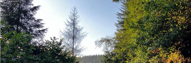 CamiStew banner