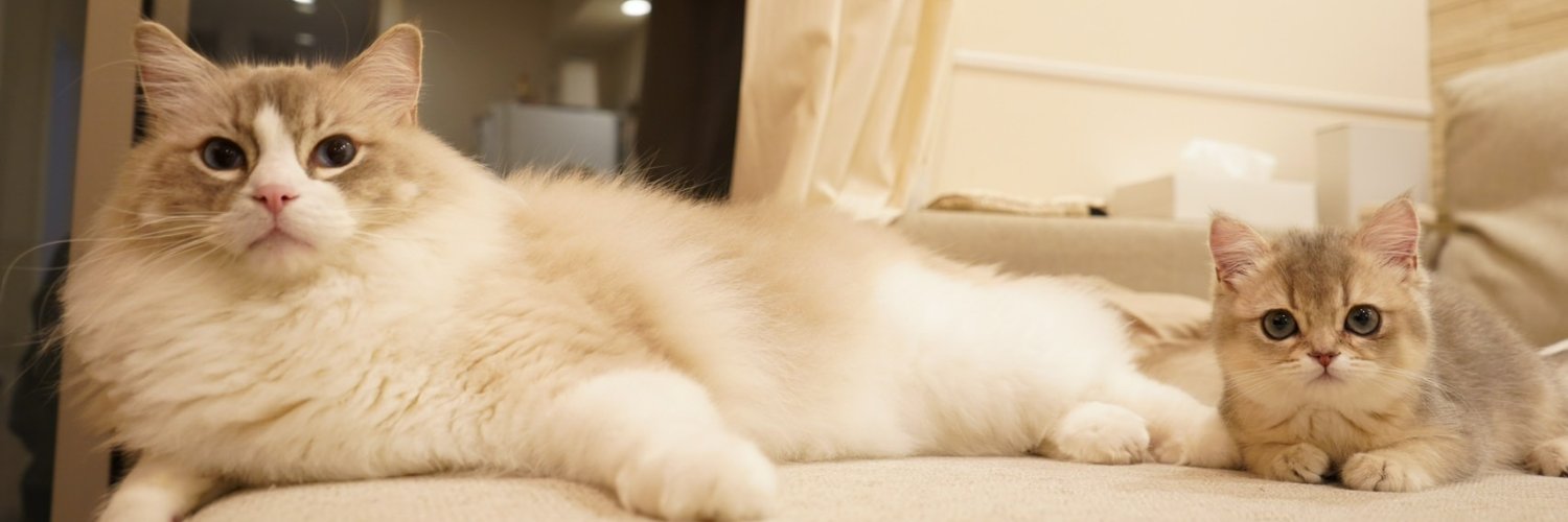 ニコ🐾ミア🐱体格差兄妹's banner