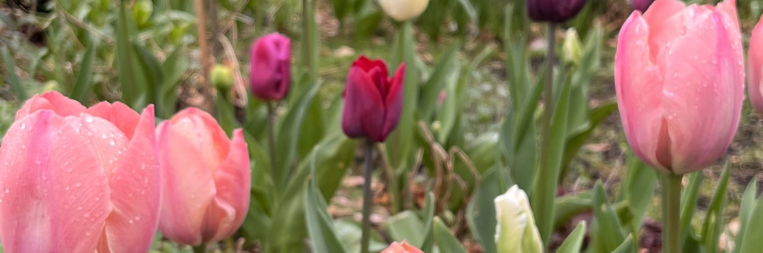 koningvogel's profile banner image