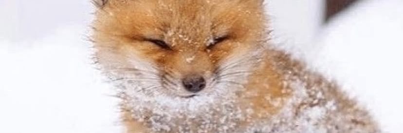 ❀Nueti 🍉 banner