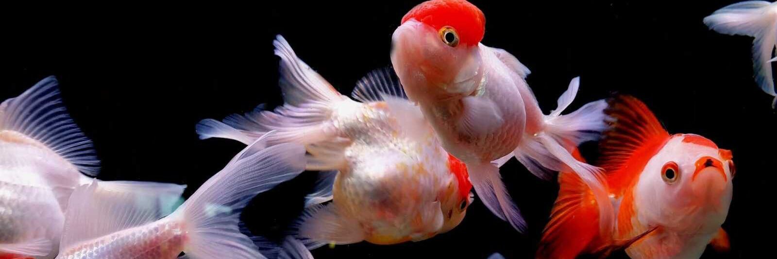 Rosey McDonald banner