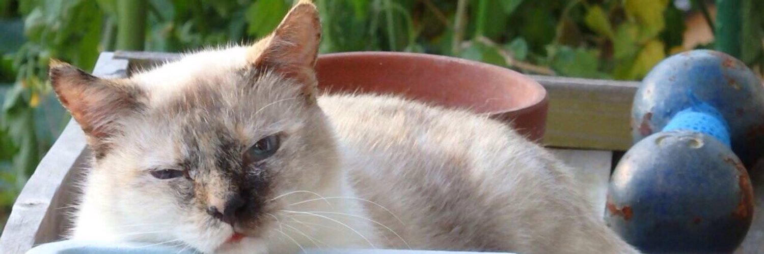 torit0mo's profile banner image