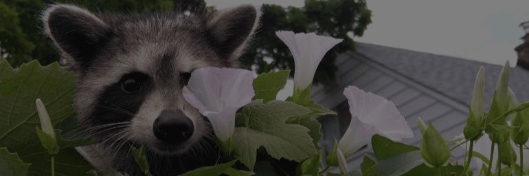 bee banner