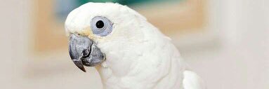 rutti_'s profile banner image