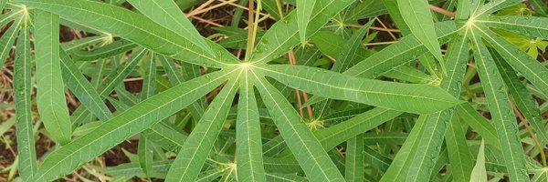 Rachmanedy18 Profile Banner