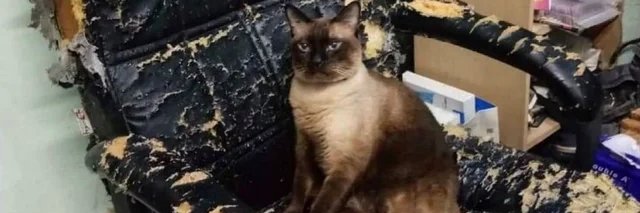 auldur 🇫🇷 🇮🇱 🇻🇳 banner