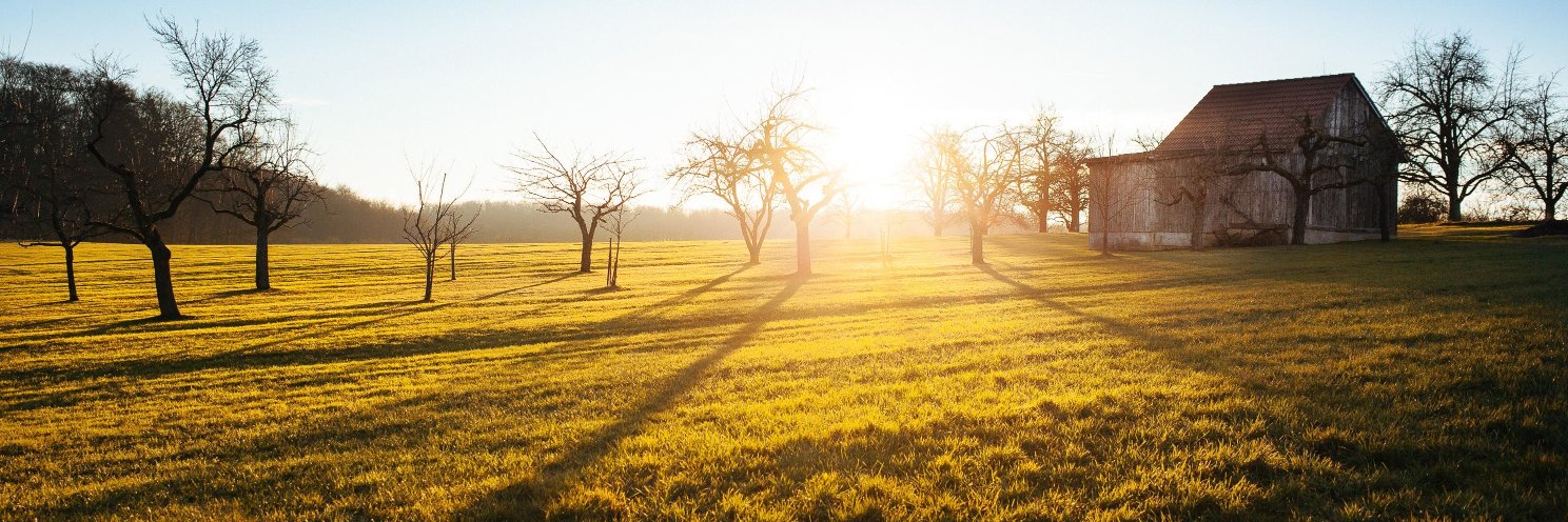 Grateful Chick banner