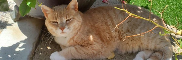 voleraiev2 Profile Banner