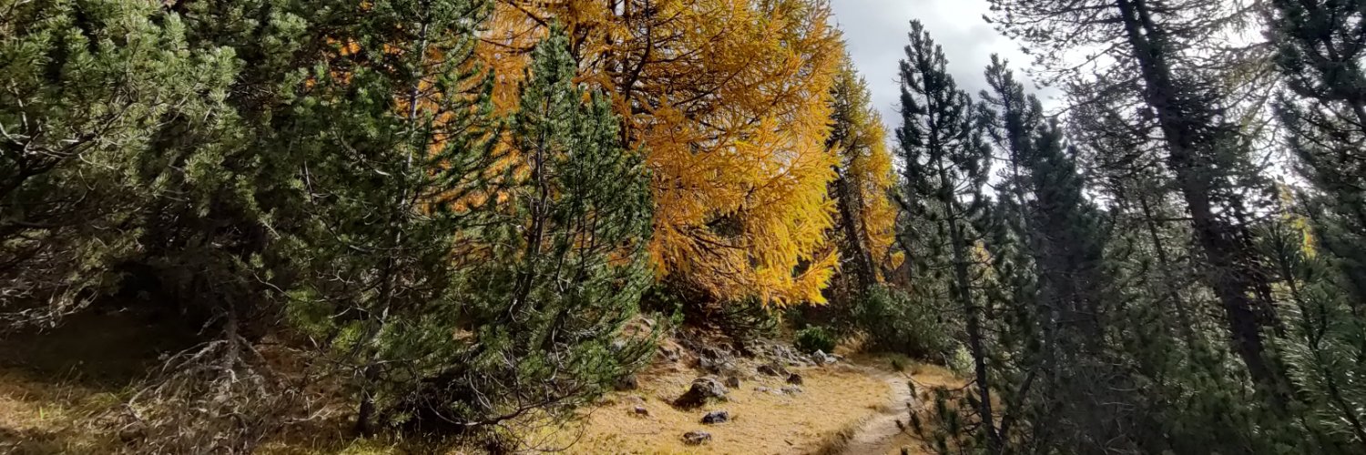 Dominique Weber banner