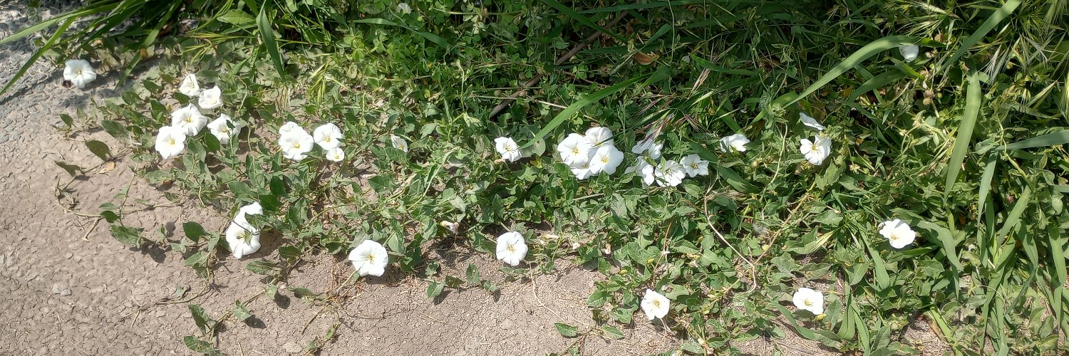 Pablo Muñoz-Rodríguez | @pablomurod.bsky.social banner