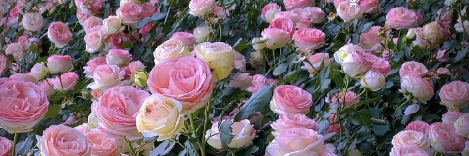 wanavida's profile banner image