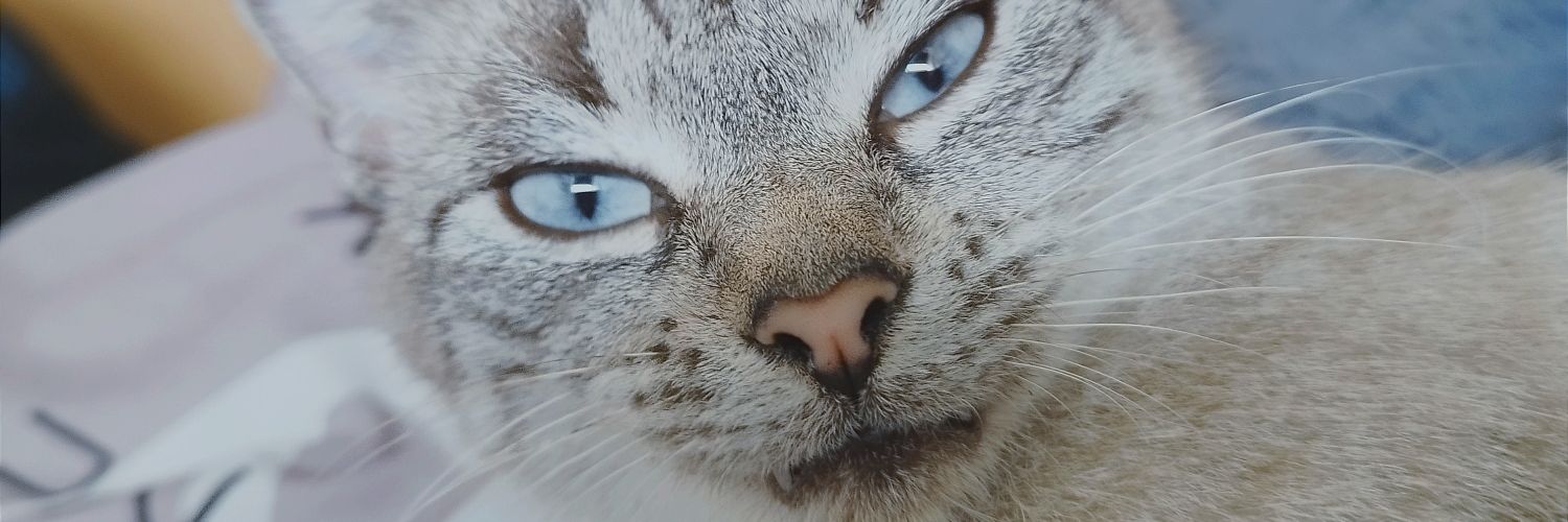 Bowheemia's profile banner image