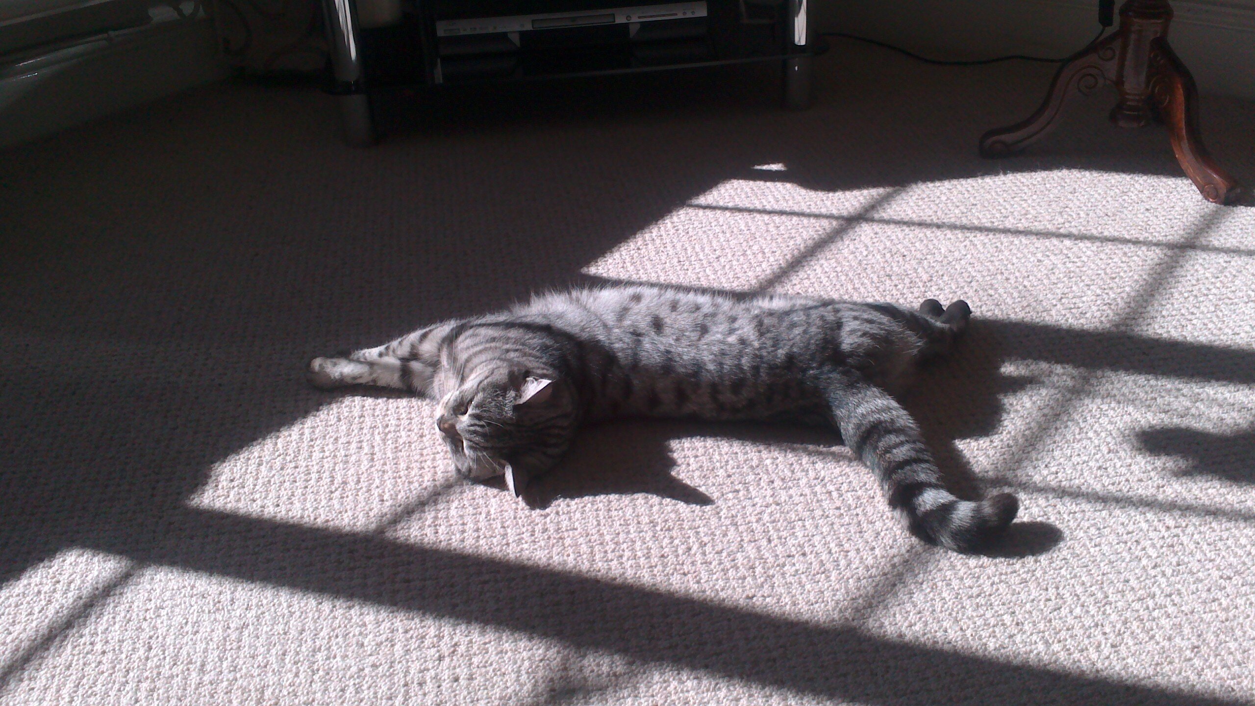 Carole Phillips banner