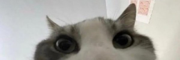 alg0philiac Profile Banner