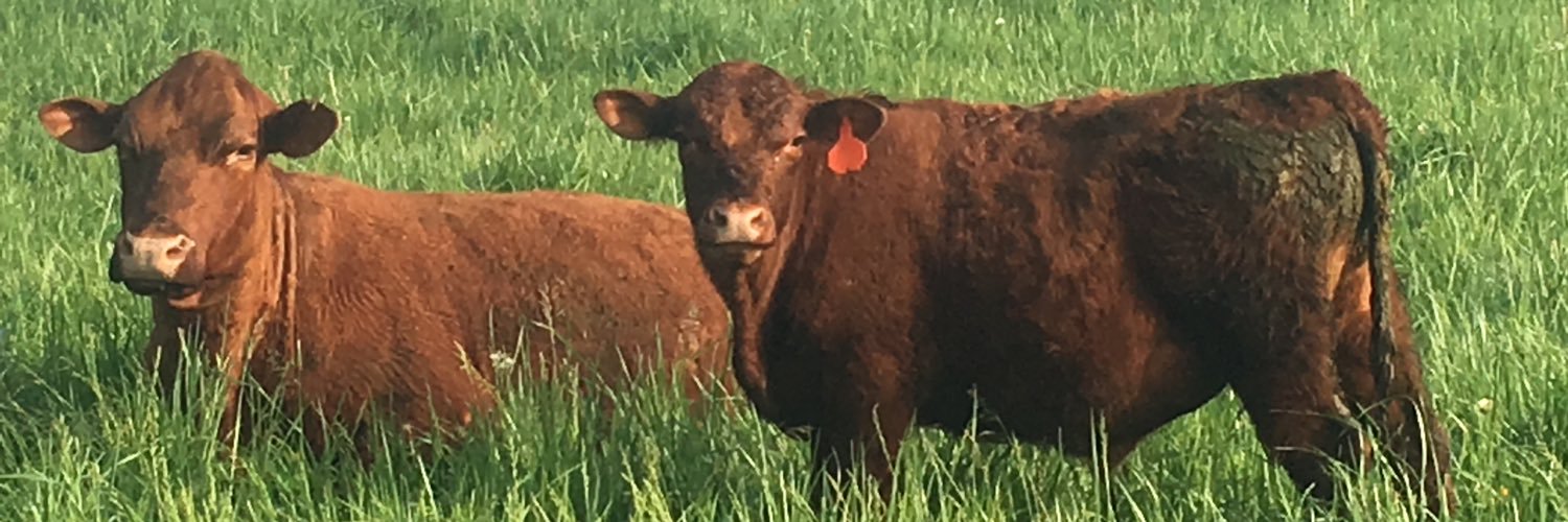 LamppostFarm's profile banner image