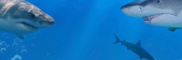 Neale_Prior Profile Banner