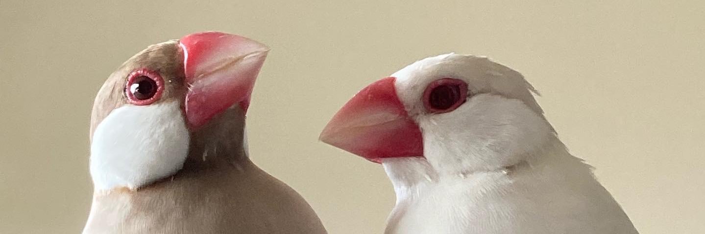 sheepeehs's profile banner image