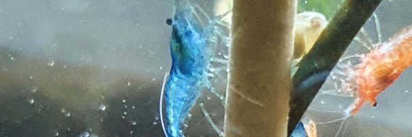 makihabusu Profile Banner