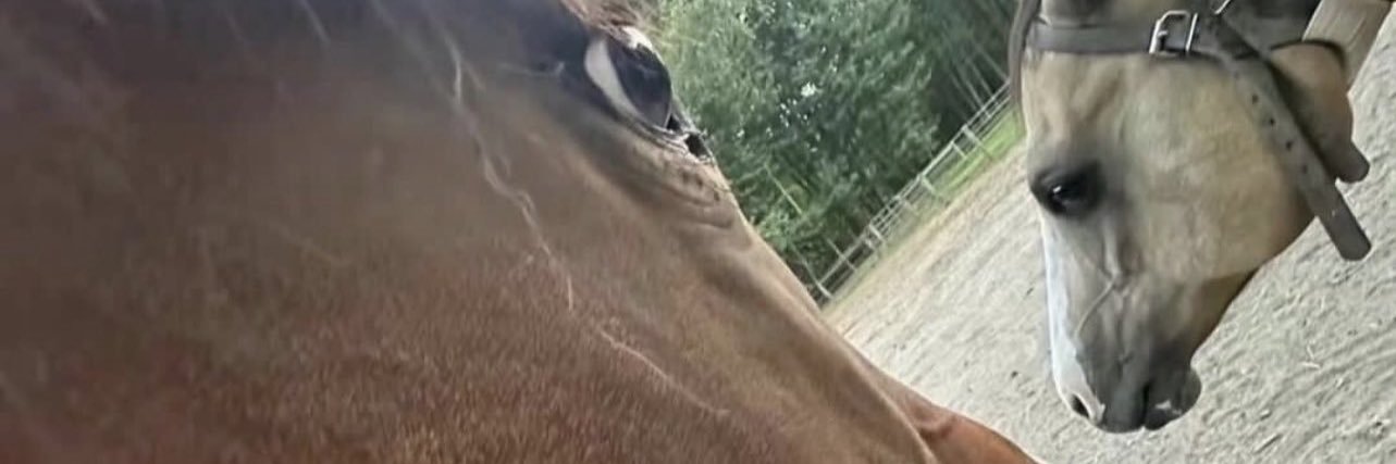 🐎 Lots and Lots of Horses 🦓 banner