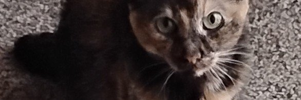 Amber and my cat Precious's banner