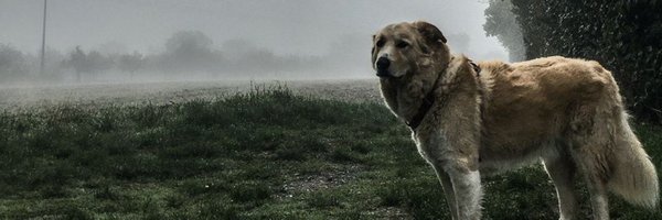 S_Tagblatt Profile Banner