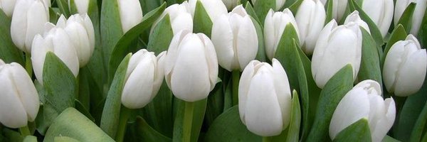 DebraLefebvre Profile Banner