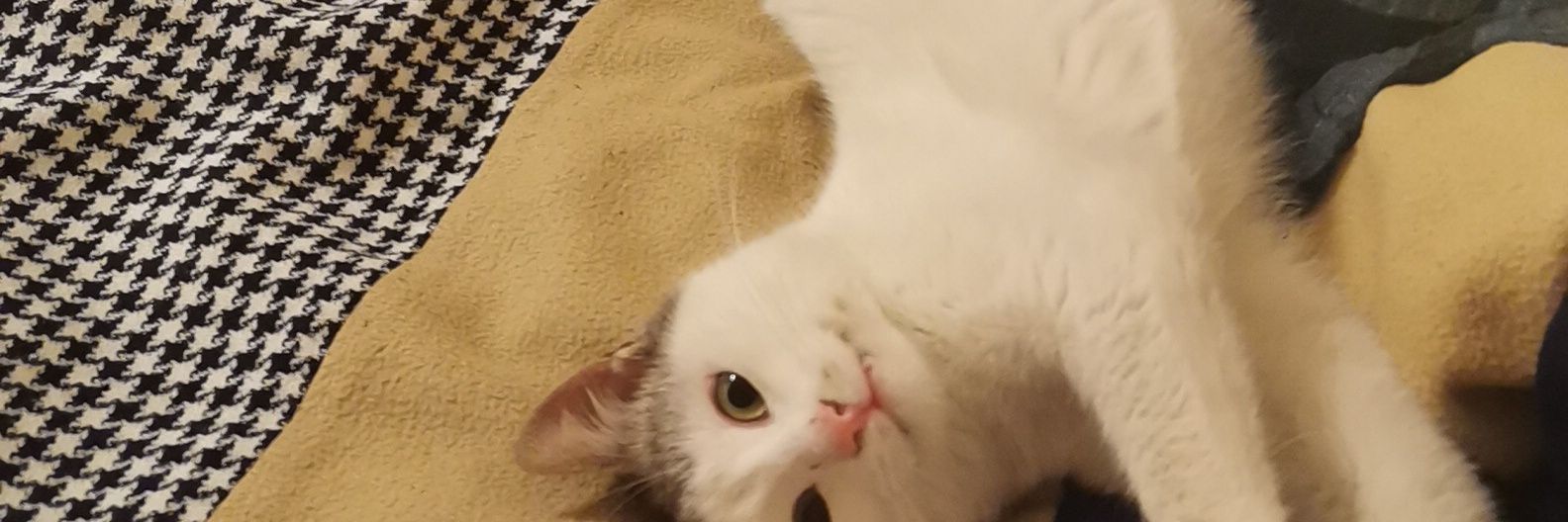 gigi banner