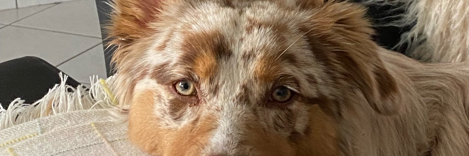 smhtfly's profile banner image