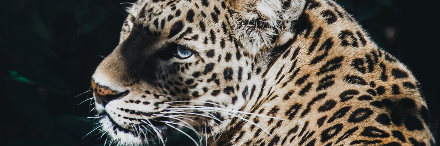 thisisgyen's profile banner image